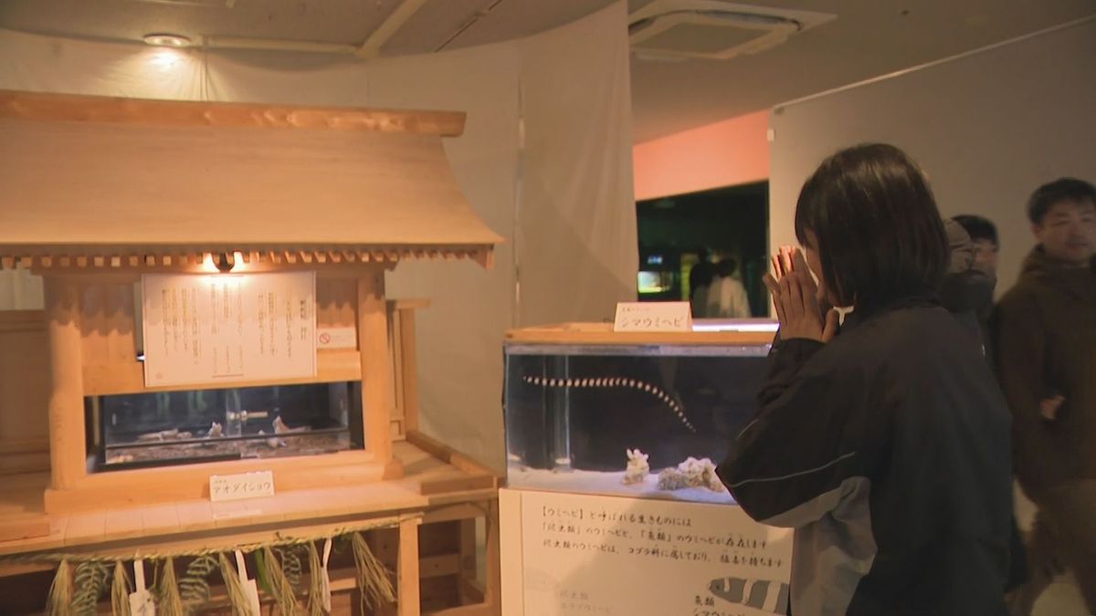 鳥羽水族館に「蛇蛇蛇神社」登場　縁起が良い白色アオダイショウなど展示　三重・鳥羽市