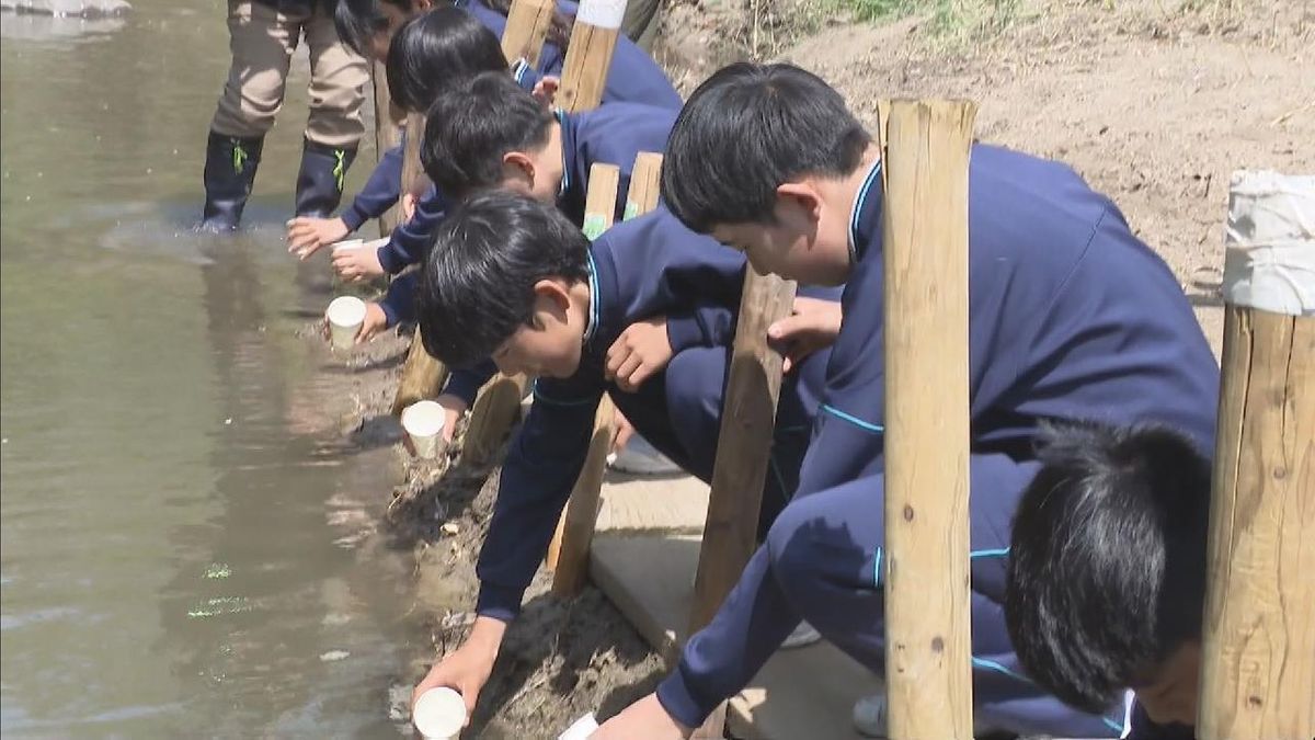 ゲンジボタルの保護活動　中学生が幼虫を飼育し川に放流　愛知・岡崎市