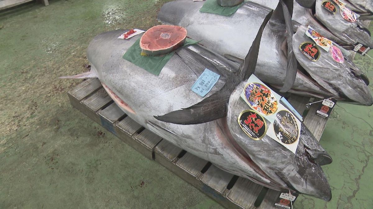 名古屋の市場で最高値500万円超　マグロ初競り