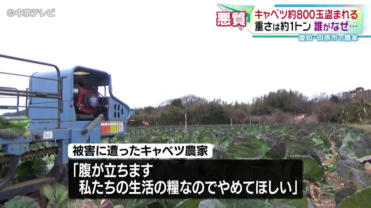 キャベツ約800玉盗まれる　「私たちの生活の糧なのでやめてほしい」　警察は同業者による犯行の疑いもあるとみて捜査　愛知・田原市