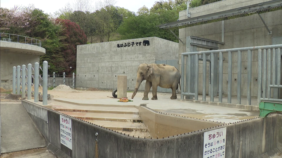 ゾウのふじ子