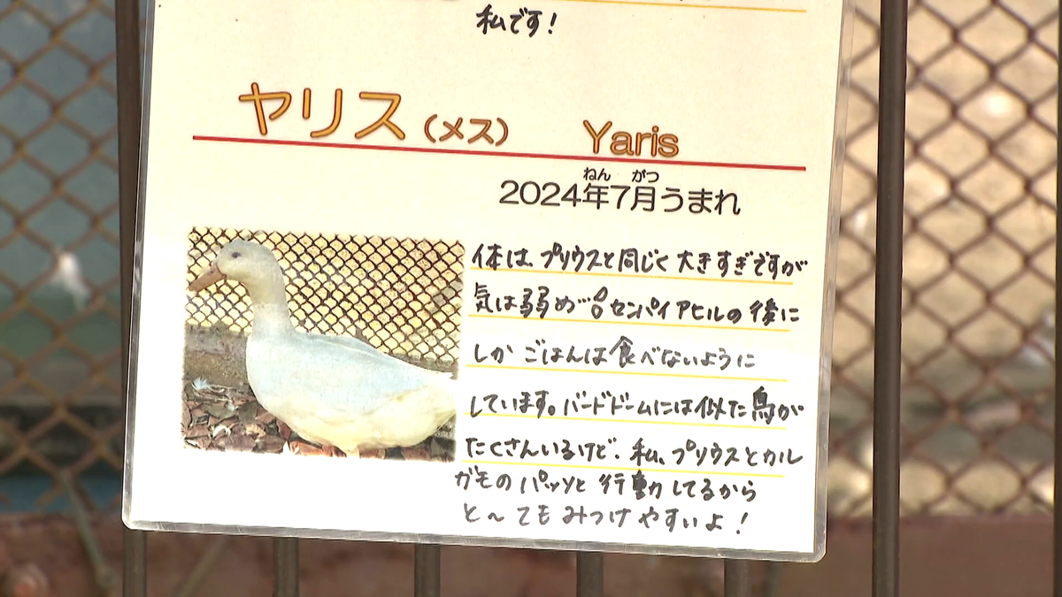 カルガモのハチロク」「アヒルのプリウス」 トヨタの街の動物園に“車名