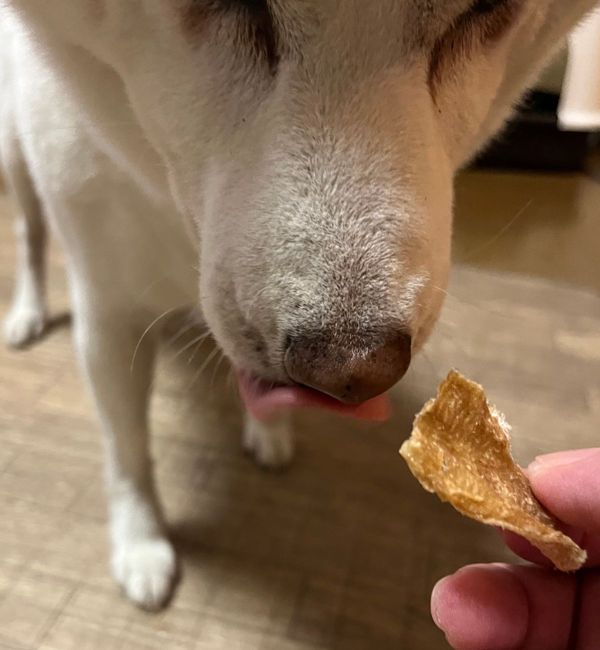 廃棄されていた牛タン皮を乾燥して犬のおやつに（提供：鈴木紙器）