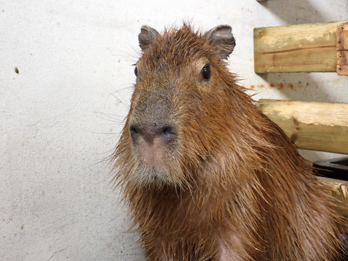 まだ名前が決まっていないカピバラのメス