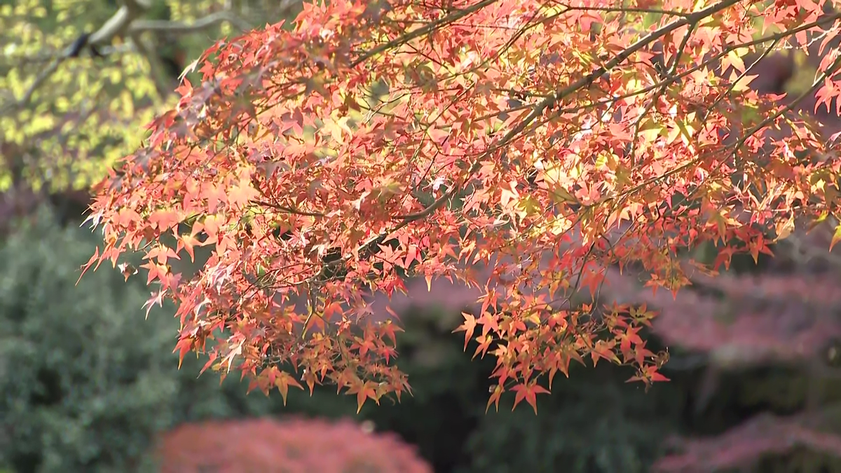 東海エリアの絶景紅葉スポット　そろそろ見納め！？　残暑で見頃が遅れたけど…今週末がラストチャンスに