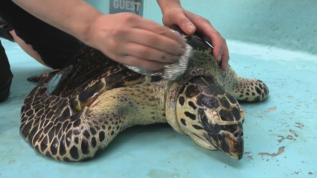 秋の行楽シーズン迎え　ウミガメの“大掃除”　三重・紀宝町 ウミガメ公園