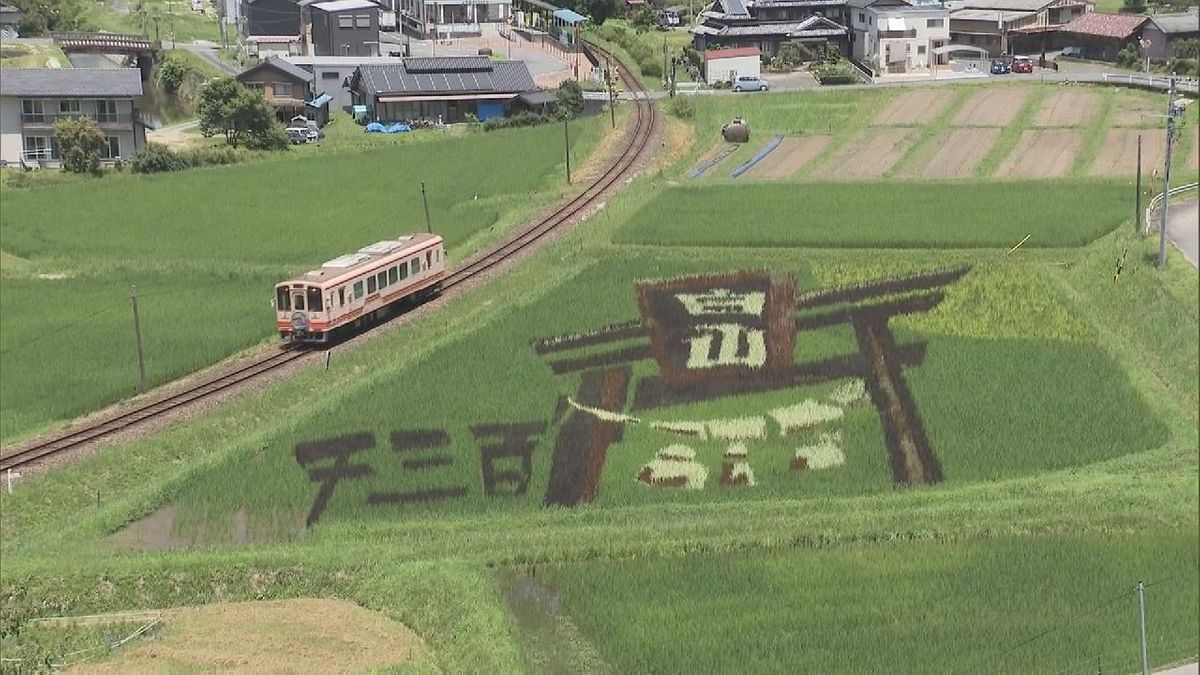 色とりどりの稲で描く　田んぼアート　岐阜・恵那市