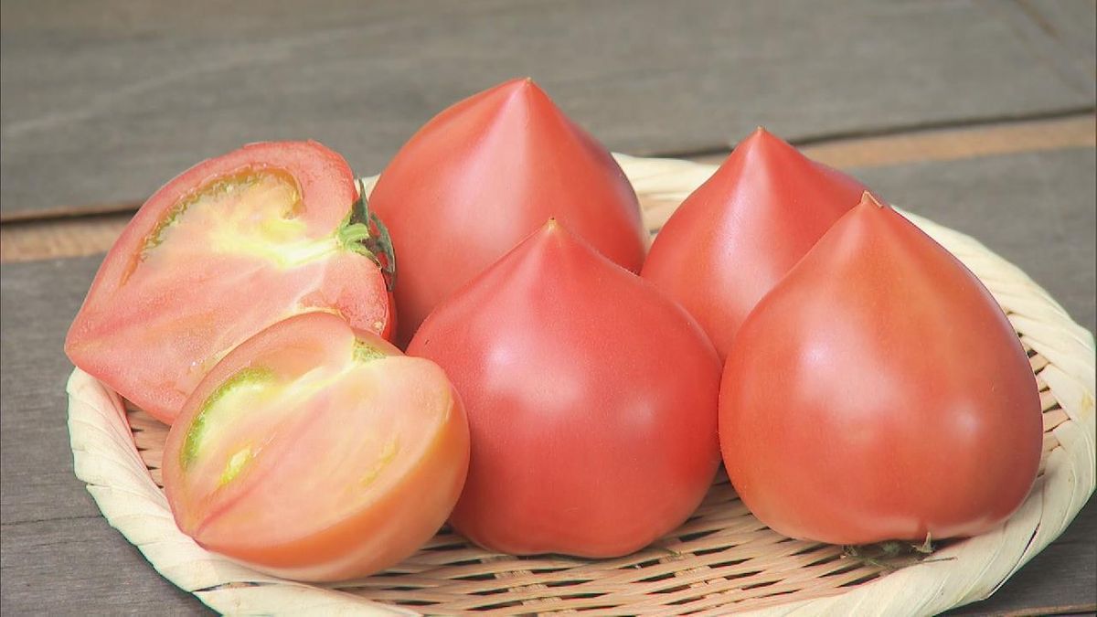 “幻のトマト”ともいわれる　ルネッサンストマトの出荷　愛知・設楽町