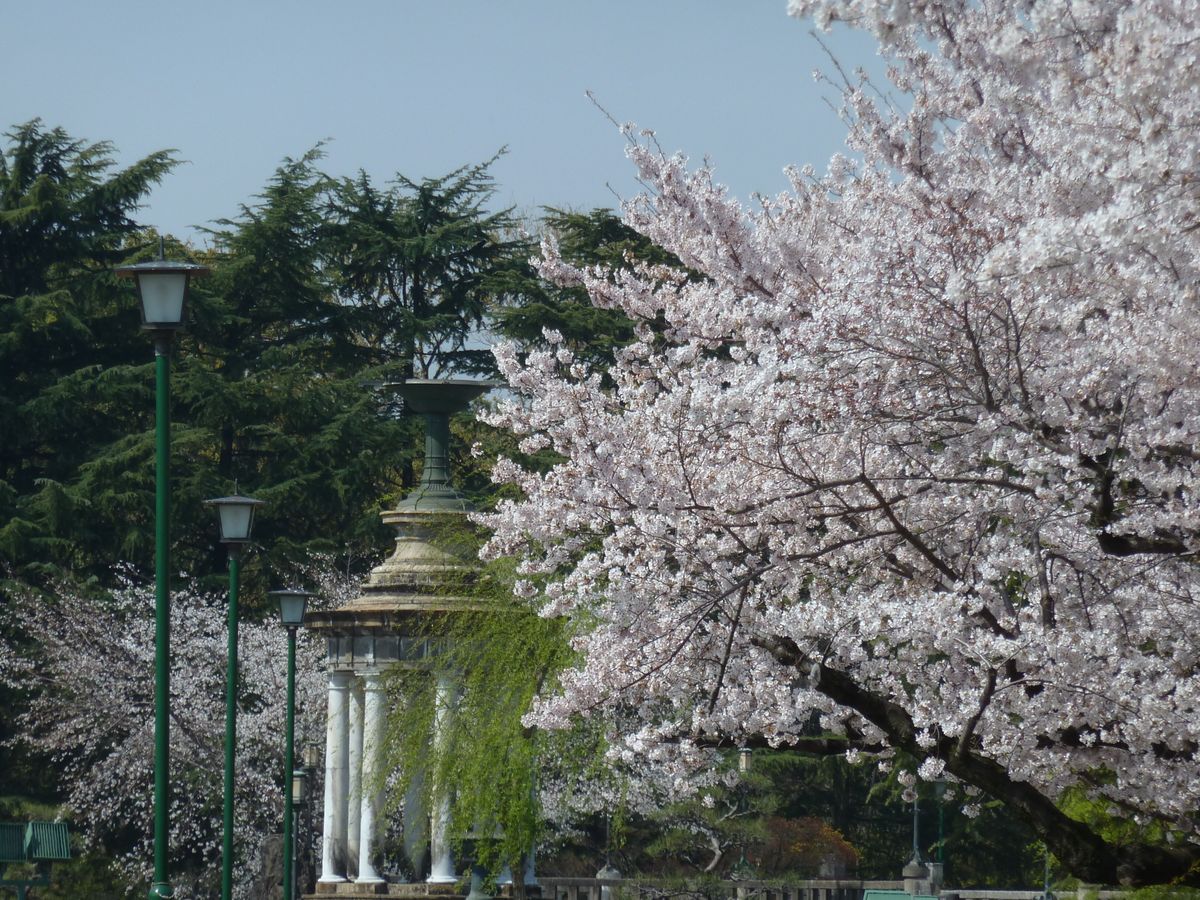 「桜まつり 2024」鶴舞公園で3月中旬から開催　約750本の桜がライトアップ　ビアガーデンなどの飲食サービスも実施　愛知・名古屋市