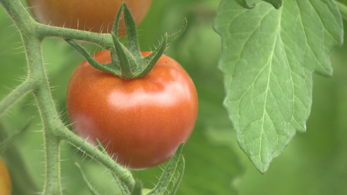 海水でトマトを育てる！？　常識破りの方法で温暖化に挑む　三重県の農業ベンチャー