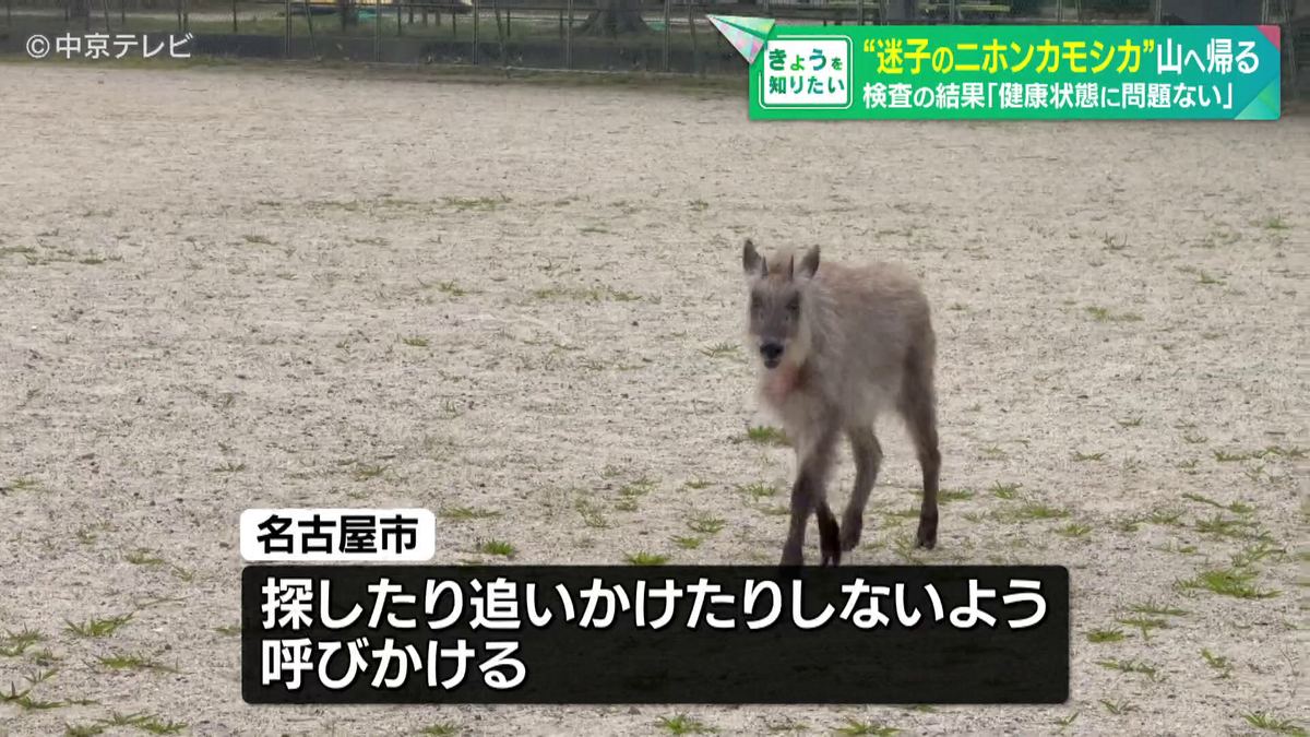 名古屋市で発見された野生ニホンカモシカ、無事な健康状態で山へ帰還!