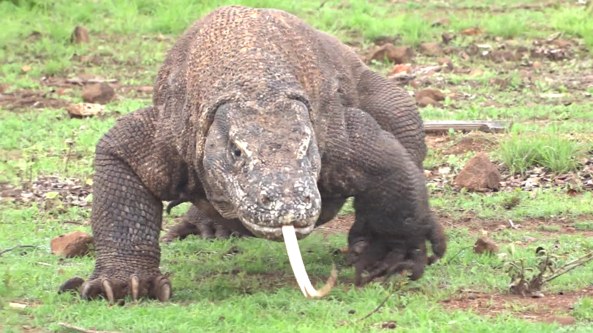 絶滅危惧種のコモドオオトカゲ