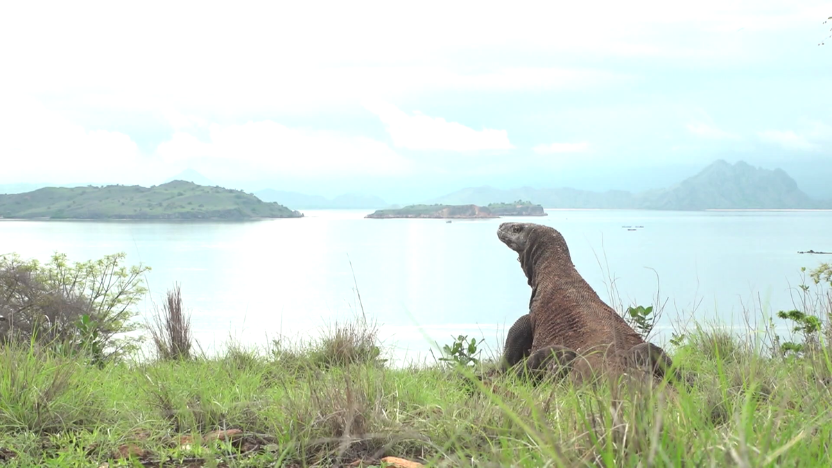 島に残ることで種を守っている