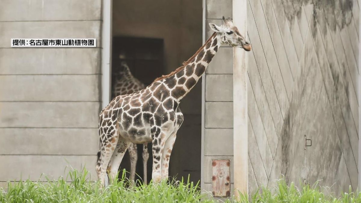 首にハートマーク 　人気のキリン「マオ」天国へ　名古屋・東山動植物園