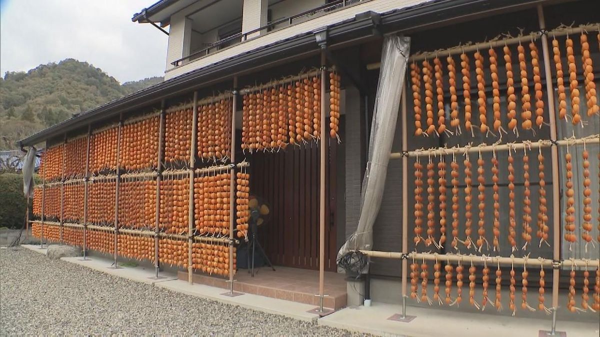 干し柿作り最盛期　飛騨・美濃伝統の「伊自良大実柿」使用　岐阜・山県市