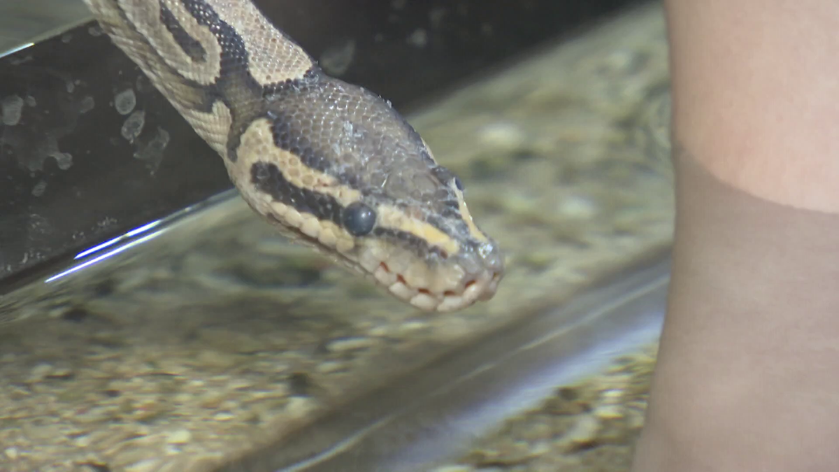 水族館で今年の干支“ヘビ”の御利益！？　去年の干支“辰”との珍コラボで干支引き継ぎイベント実施　三重・伊勢市