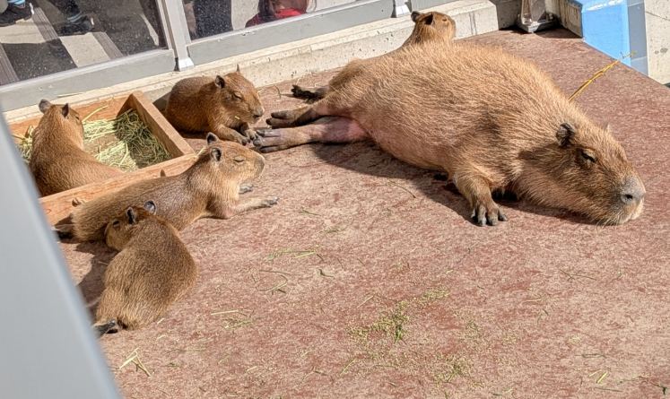 2ページ目 みたらし、くろまめ、くろごまカピバラ赤ちゃん5頭の名前