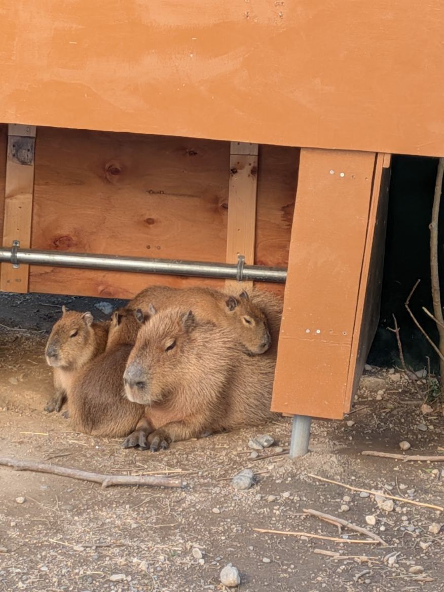 みたらし、くろまめ、くろごまカピバラ赤ちゃん5頭の名前が決定