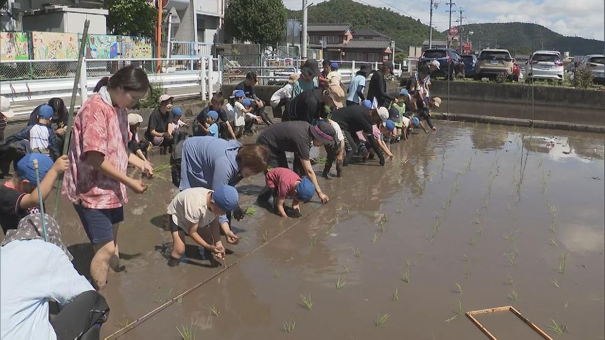 園児と保護者が「田植え体験」　ビーチフラッグや綱引き勝負で「どろんこ」　岐阜市