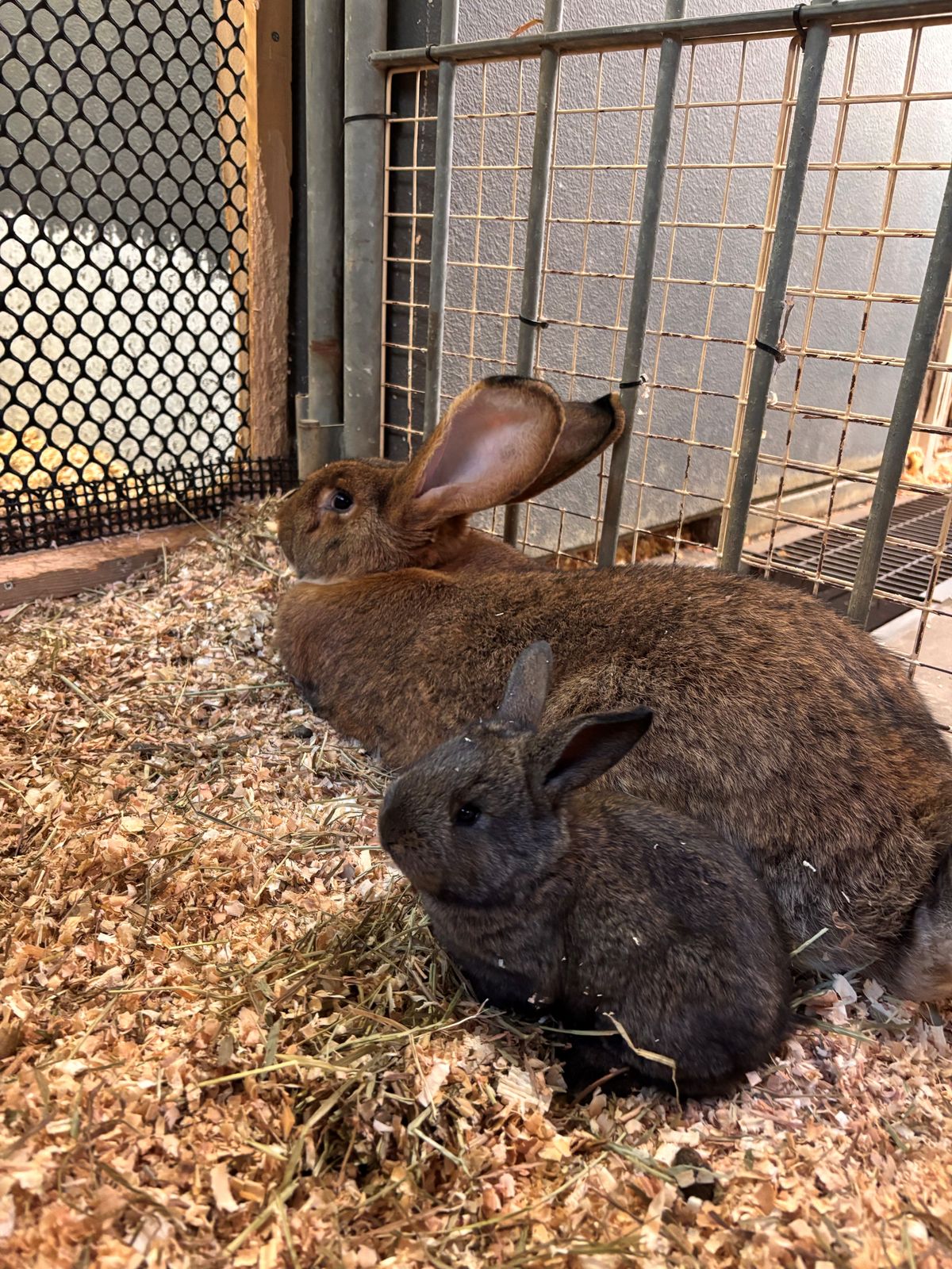 世界最大級のウサギ「フレミッシュジャイアント」の赤ちゃん4頭誕生 東