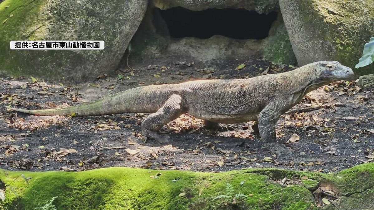 世界最大のトカゲ「コモドオオトカゲ」　東山動植物園で飼育すると発表　名古屋市