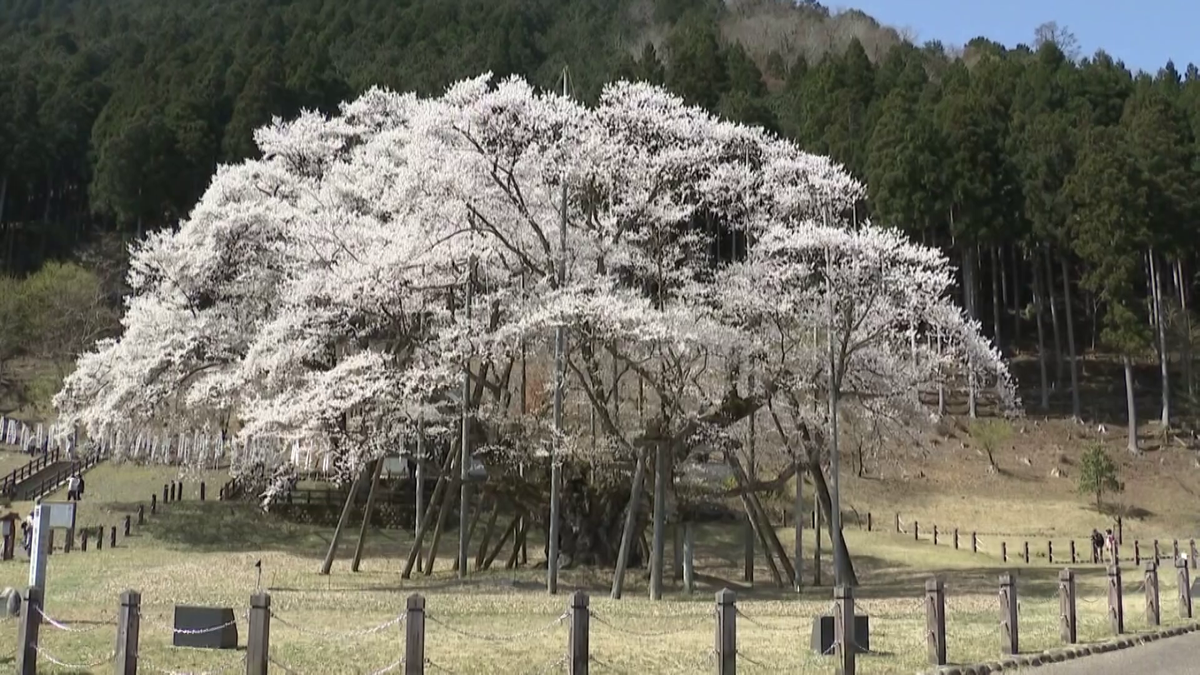 樹齢1500年以上の天然記念物「淡墨桜」 記録上初めて“枝を切断” 70年