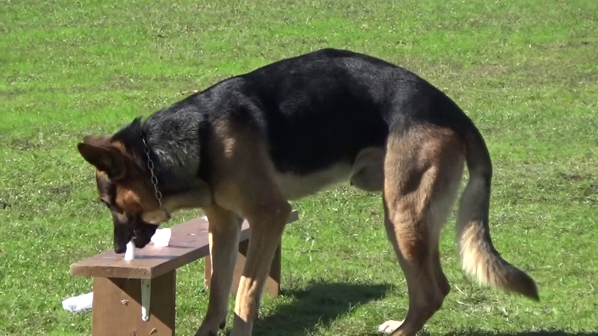 愛知県知多市で開かれた警察犬の審査会