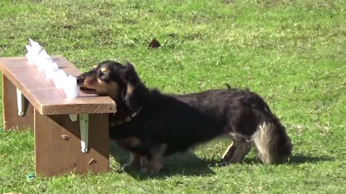 犬種の縛り撤廃で小型犬も受検可能に