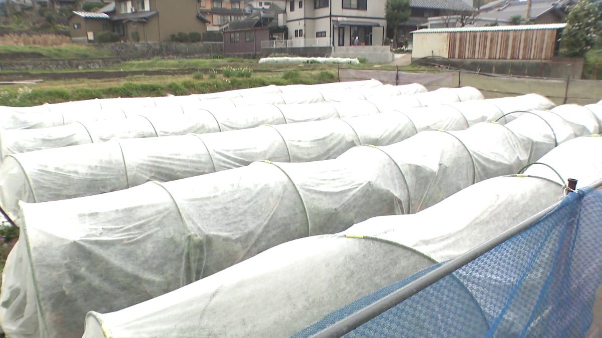 不織布で覆われた畝
