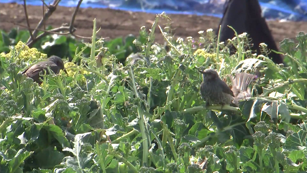 畑の野菜を食べるヒヨドリ