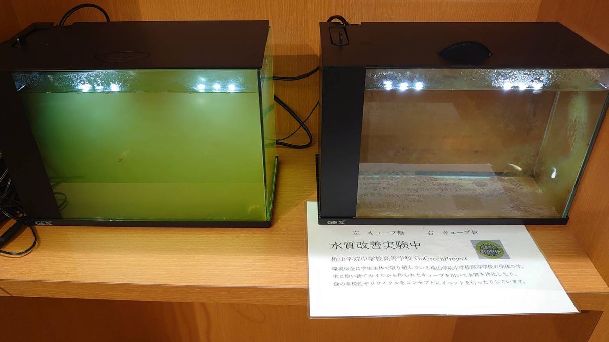 （左）汚れた水の入った水槽（右）キューブを投下した水槽。浄化作用の比較（Ｇｏ Ｇｒｅｅｎ Ｊａｐａｎ提供）