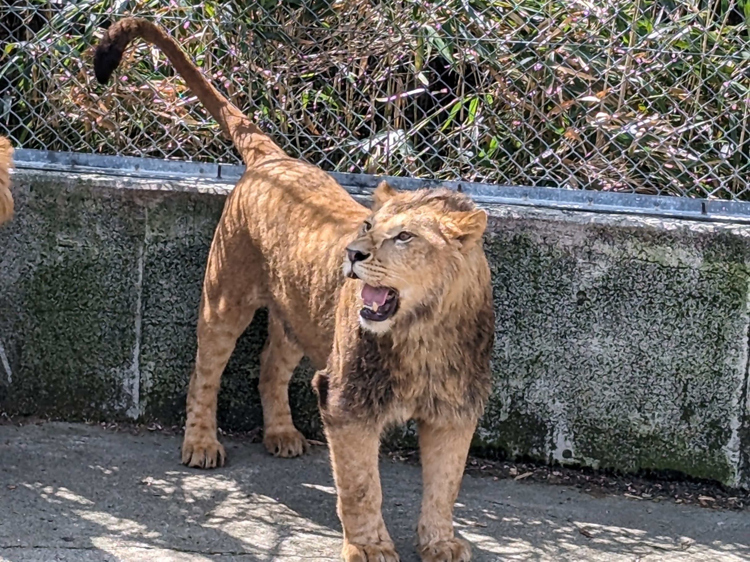 ライオン「レグルス」の公開始まる 東山動植物園（2024年5月10日掲載