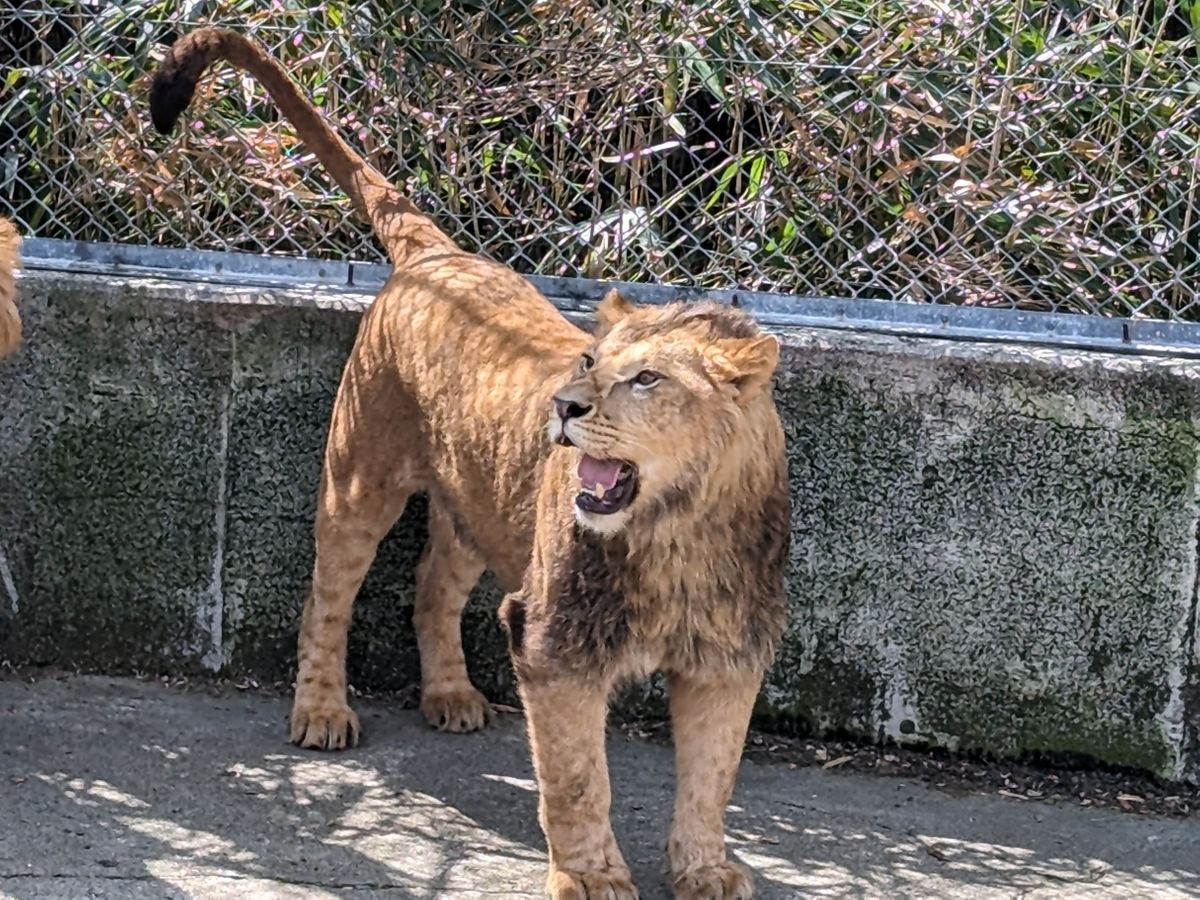 １歳のライオン「レグルス」が『東山動植物園』に来園、“たてがみ”が生えるのはいつ？