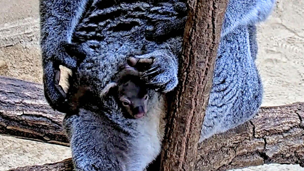 4月19日は「飼育の日」　コアラの飼育を始めて40年の東山動植物園　昨年生まれた赤ちゃんもすくすく育つ