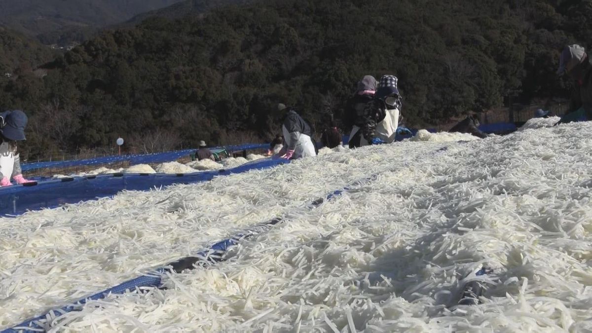 干された真っ白な大根で雪が積もったかのよう…　「切り干し大根」作り最盛期　三重・御浜町