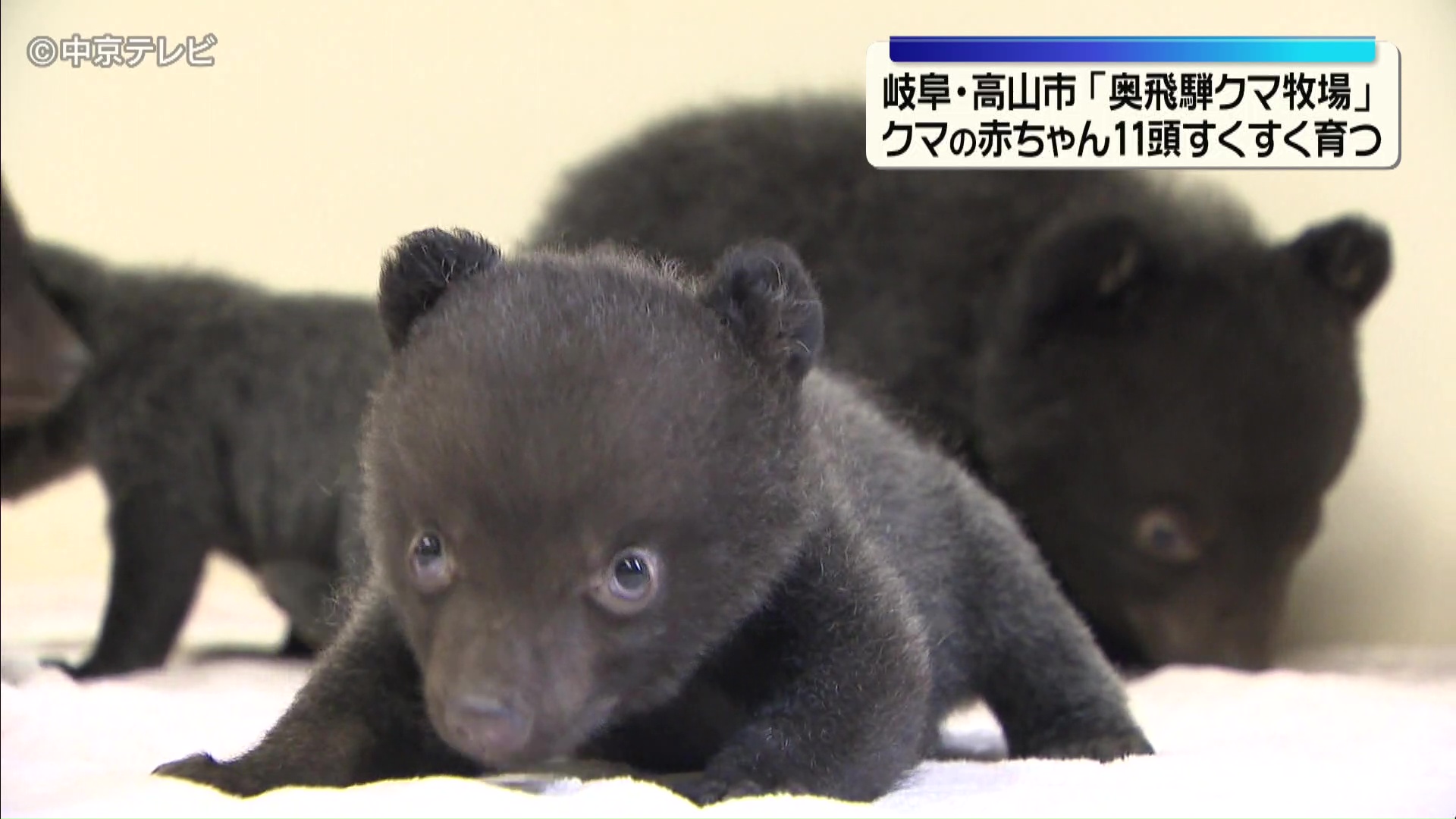 クマの赤ちゃん11頭すくすく育つ 岐阜・高山市「奥飛騨クマ牧場