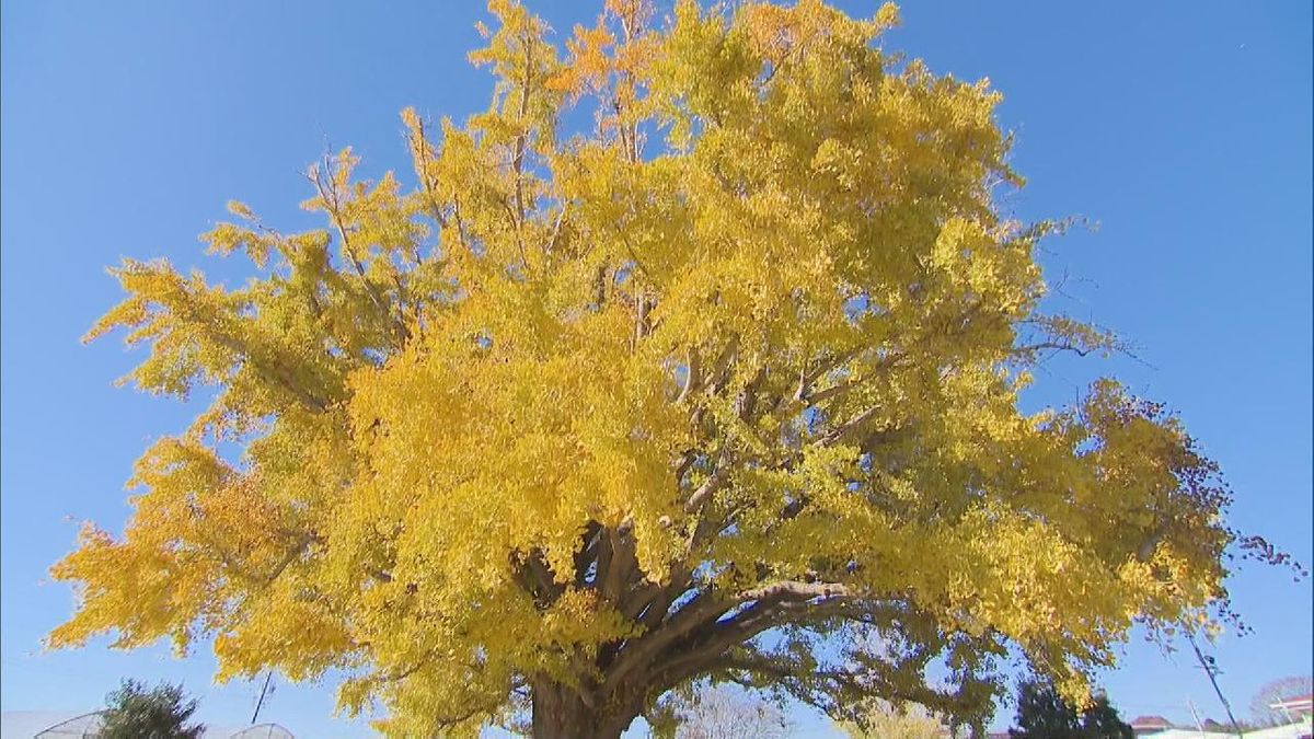 樹齢101年　愛知県豊川市の「大和の大いちょう」鮮やかに色づき見頃を迎える(12月19日放送）