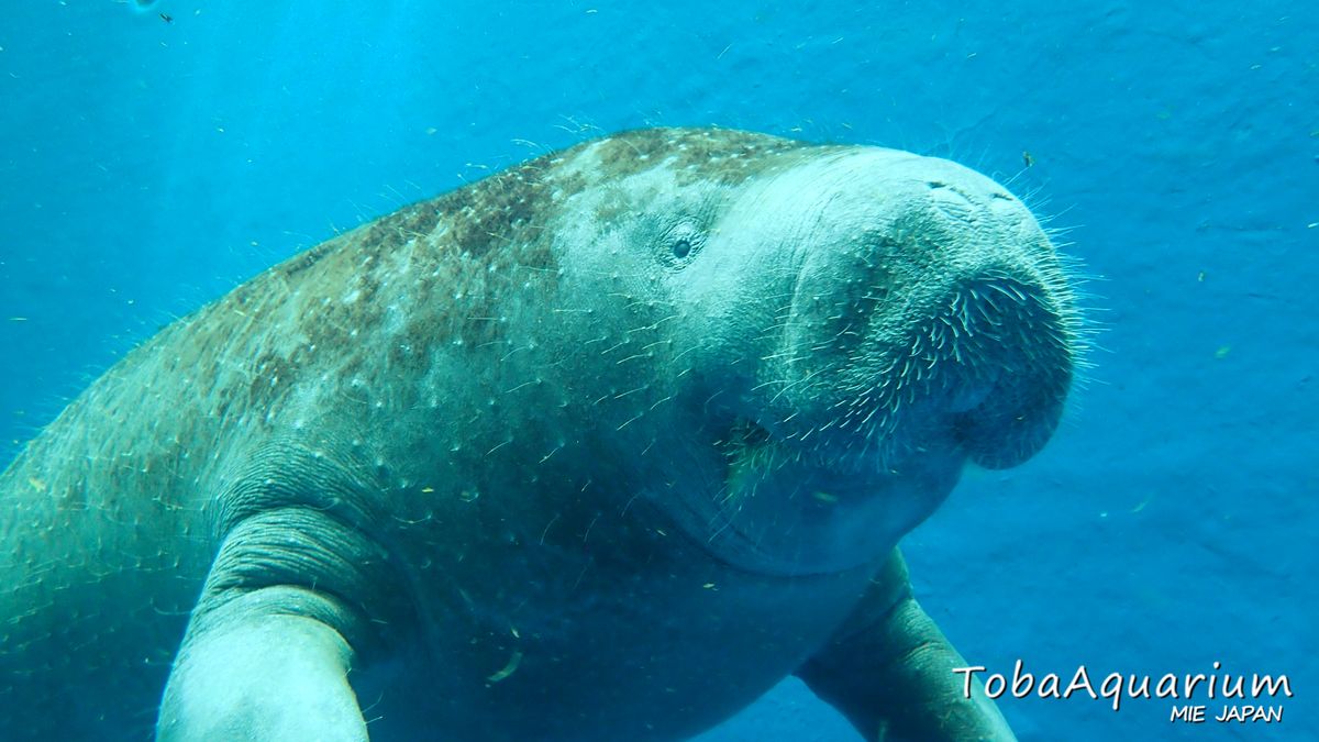 鳥羽水族館のアフリカマナティー「かなた」天国へ、ユニークな“休息姿”も注目の的に