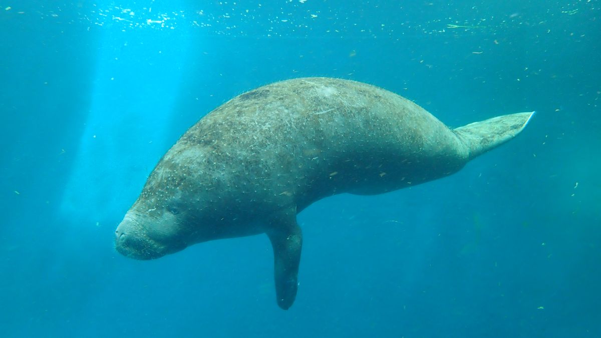 アフリカマナティーの「かなた」（写真提供：鳥羽水族館）