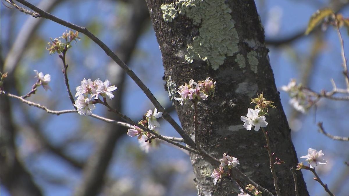 季節はずれの｢桜｣咲く　ソメイヨシノやヤマザクラなど約100本の桜が咲く「桜の名所」で　岐阜・高山市国府町