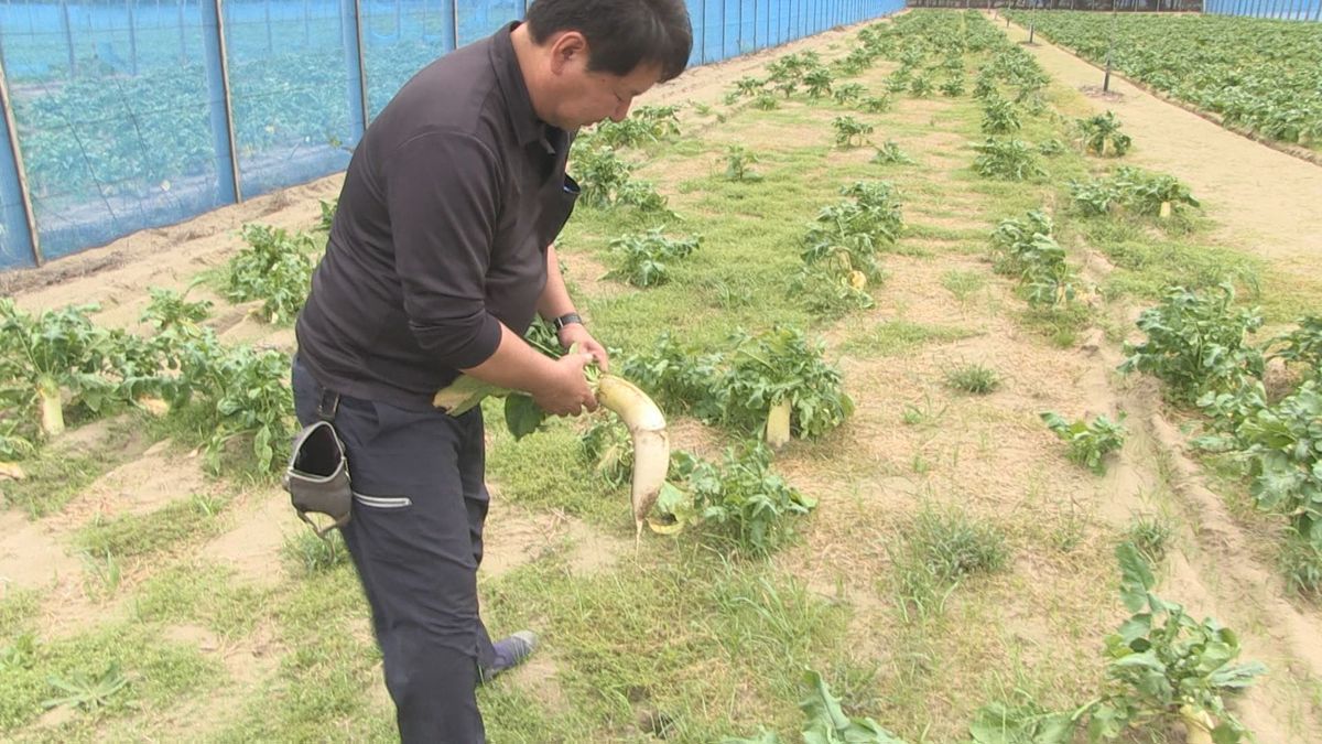 ダイコン ニンジン 鍋料理に活躍する野菜が猛暑や雨不足で不作に 