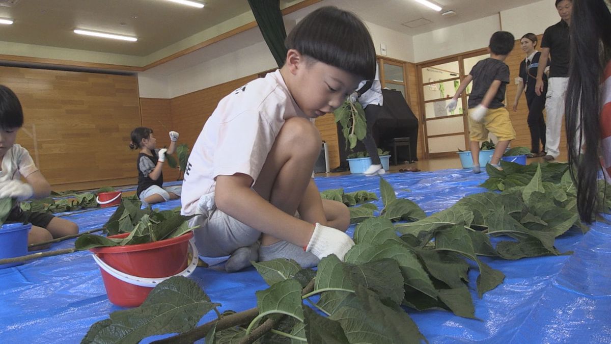 杜仲の葉の収穫が高浜町で最盛期 低温2度焙煎で飲みやすく