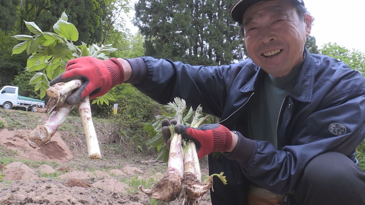 勝山市で特産化目指すウドの収穫始まる 酢の物 きんぴら 天ぷら 料理アレンジ自在