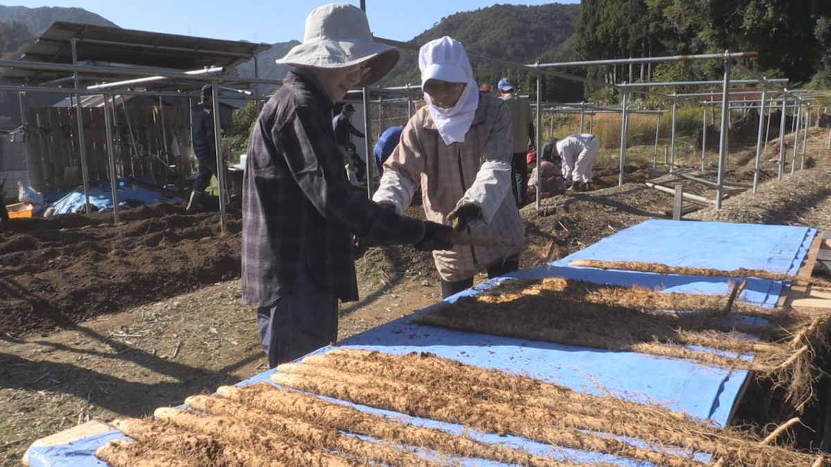 強い粘りと甘み　ジネンジョ収穫始まる　専用のパイプで半年かけ栽培　おおい町名田庄地区の特産