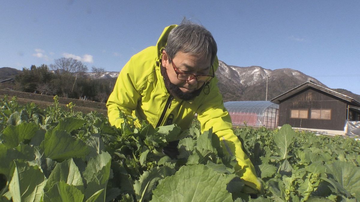 雪の下で甘み増す　「黒河マナ」収穫ピーク　塩漬けやおひたしに　敦賀市の伝統野菜