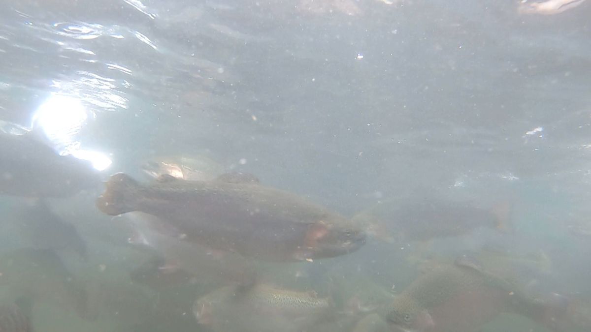 「やまのサーモン」育ててます　山あいの淡水で養殖　勝山市の新たな名産品に