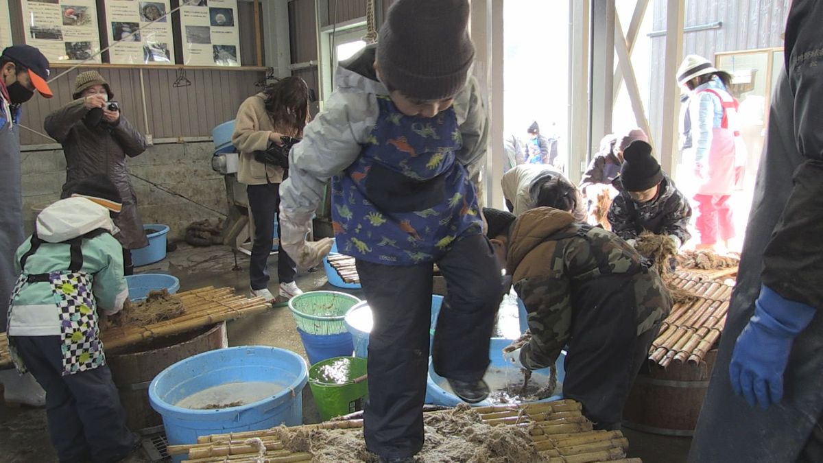 "寒ざらし"で上質なくず粉に 若狭町の特産品「熊川葛」 児童が作業体験、根を踏んで搾り出す
