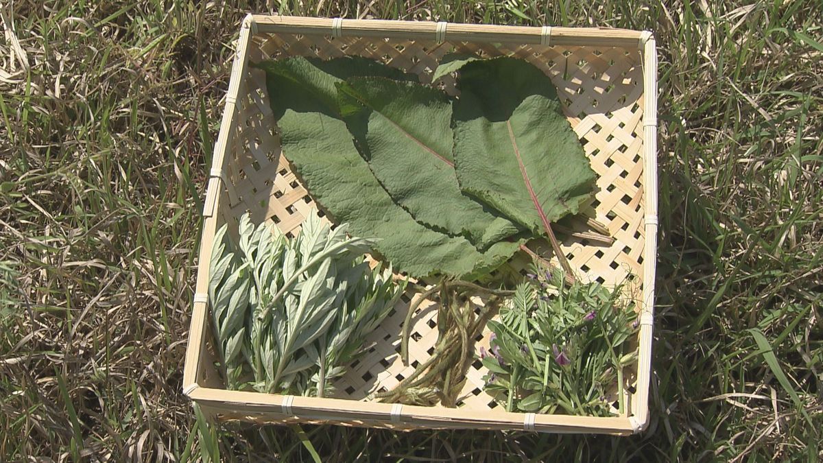 おいしく食す"野草"　河川敷で手軽に採取　特徴や食べ方など紹介　ギシギシはロールキャベツ風に