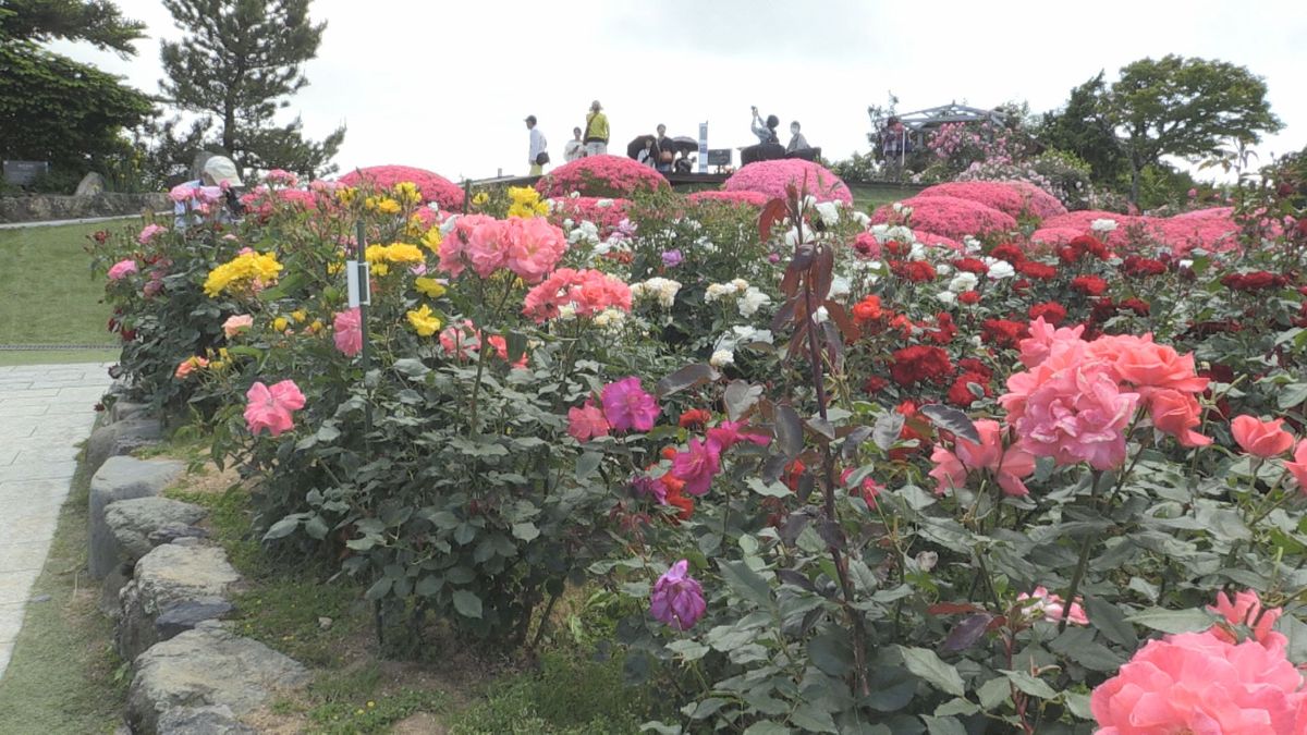 レインボーライン山頂で 110種類600株のバラがいちばんの見ごろ 