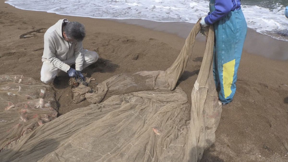 【特集】消えた春告げ魚「コウナゴ」　海洋環境の変化が影響か　水温上昇で"夏眠"の最中に死ぬ　漁師「もう期待できない」